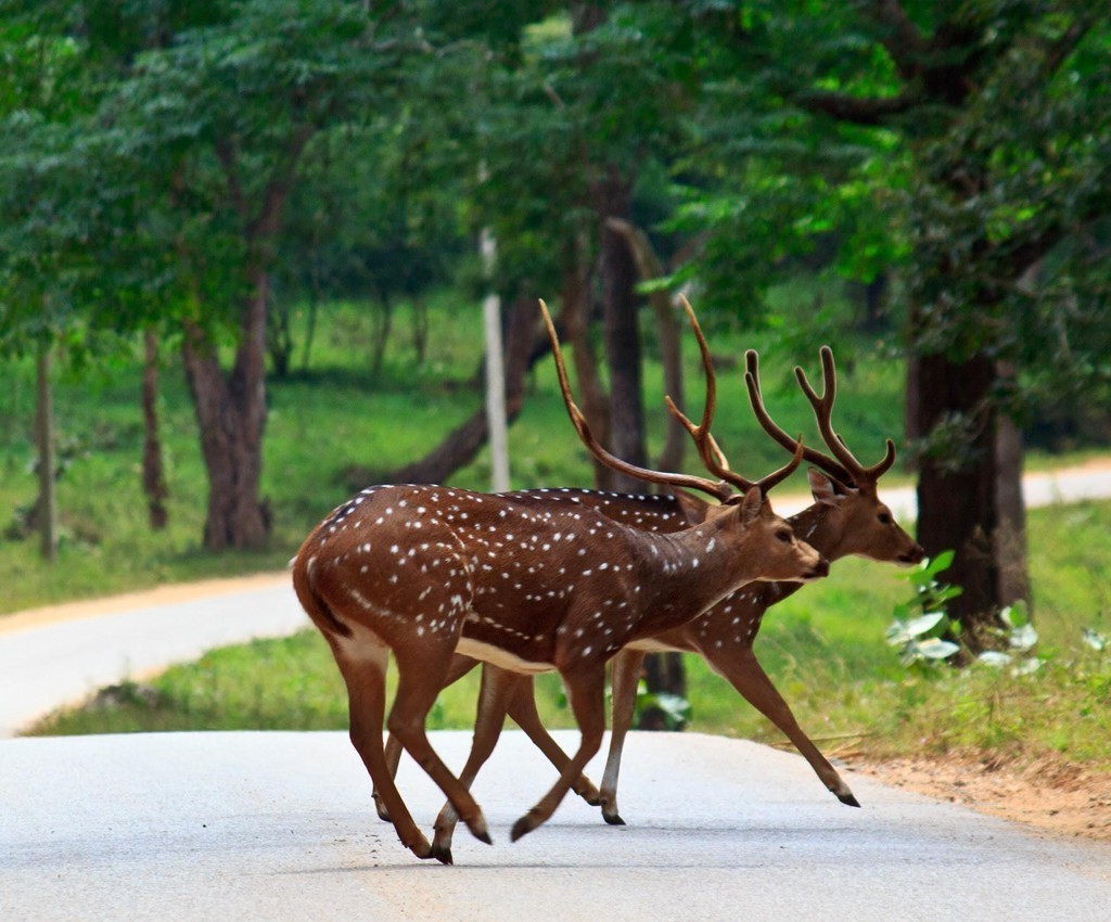 wayanad-forest